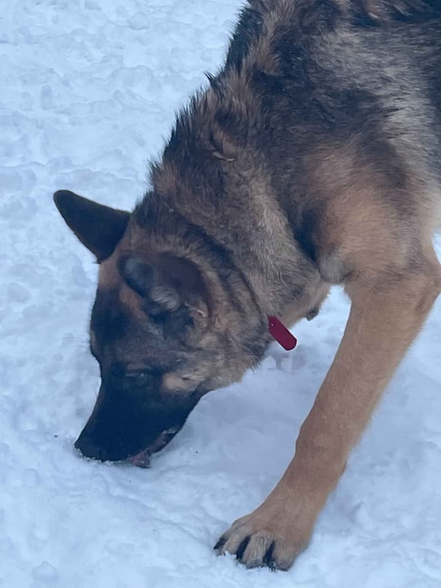 German Shepherd Dog media 15