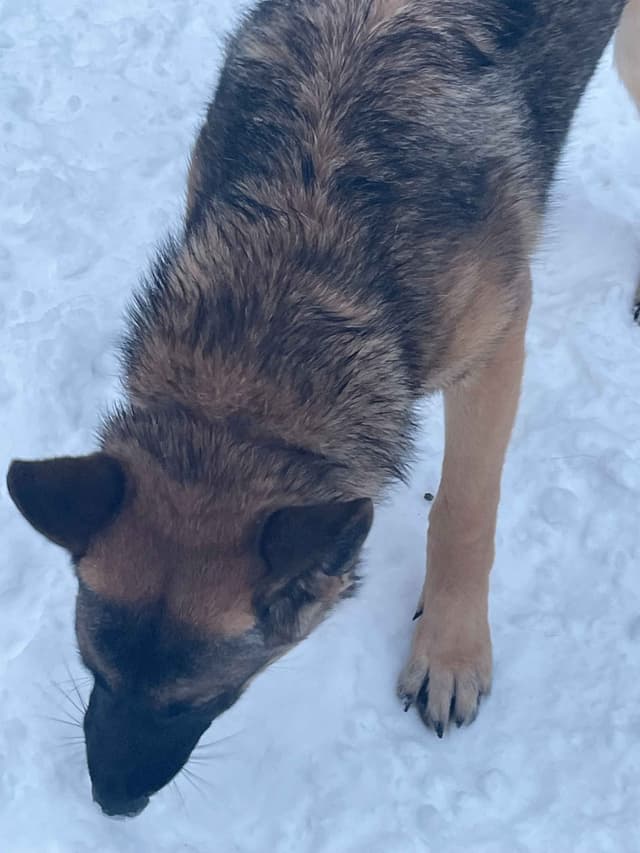 German Shepherd Dog media 13