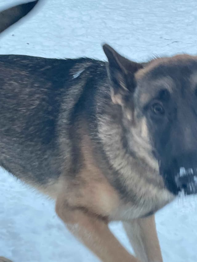 German Shepherd Dog media 14