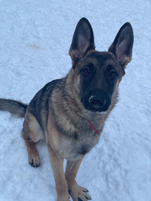 German Shepherd Dog media 16