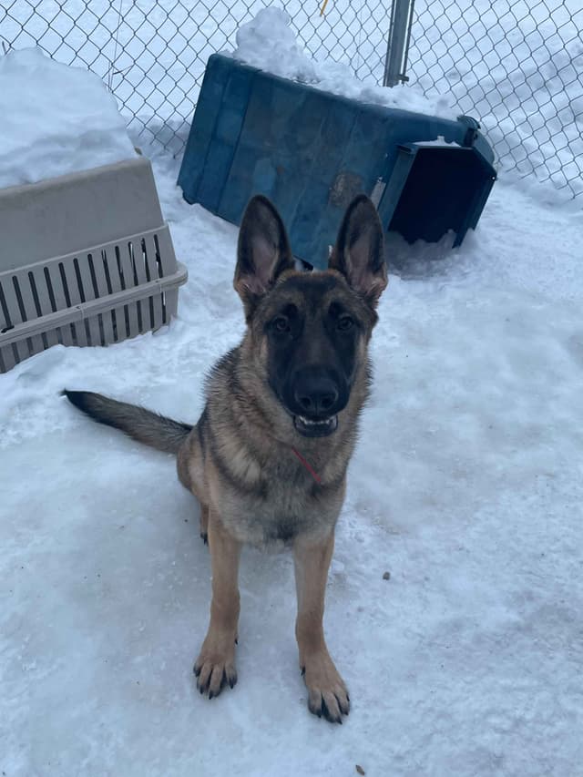 German Shepherd Dog media 18
