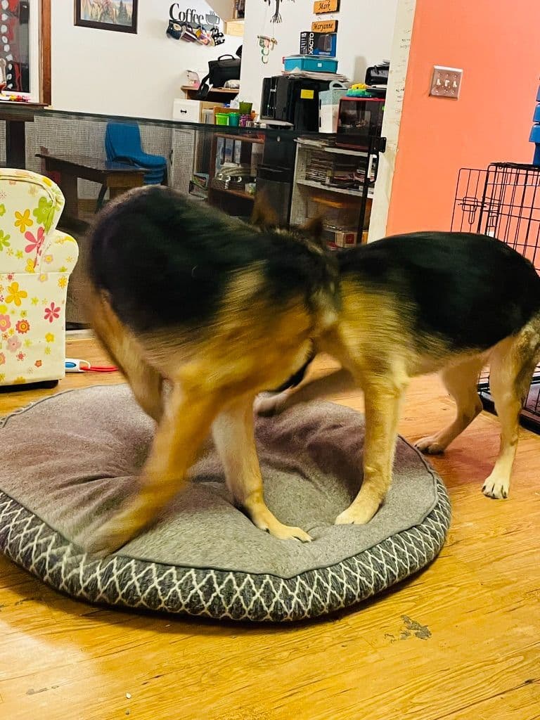 German Shepherd Dog breeder image 8
