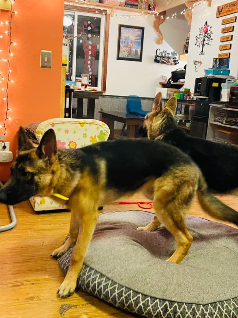 German Shepherd Dog breeder image 7