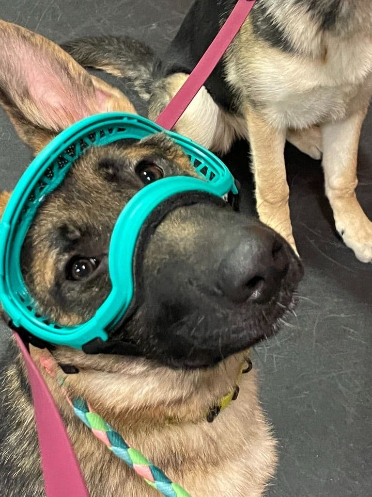 German Shepherd Dog breeder image 9