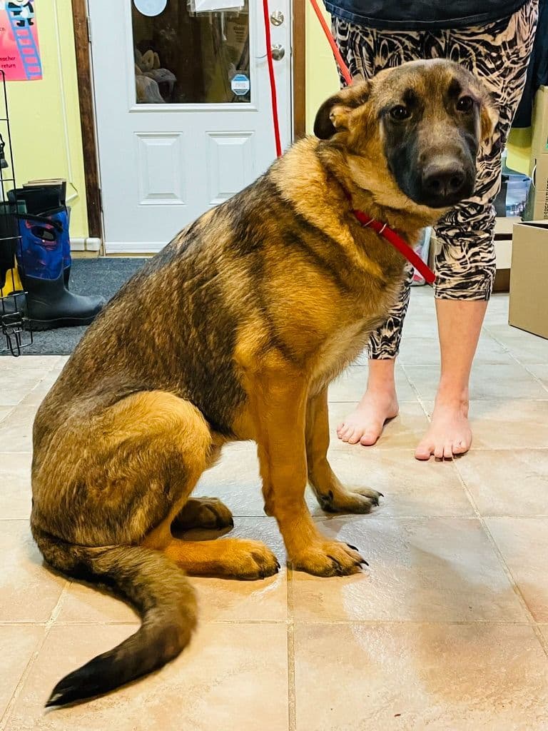 German Shepherd Dog breeder image 10