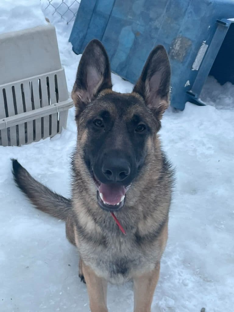 German Shepherd Dog breeder image 12