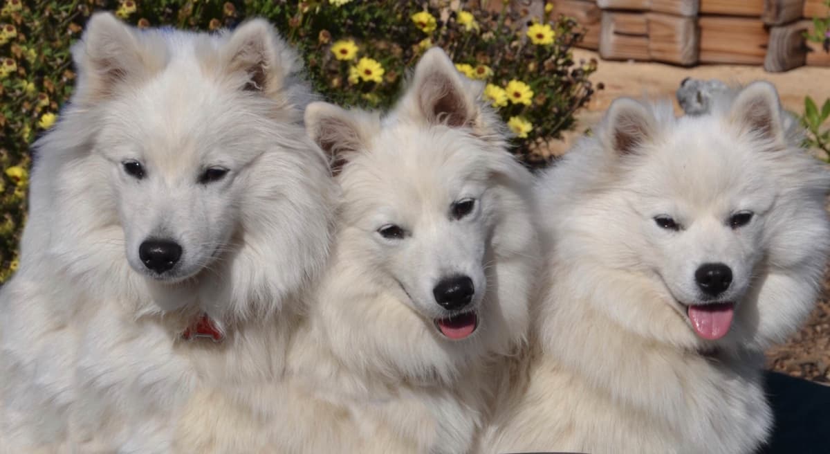 STANDARD American Eskimo Puppy Reduced Price! breeder image 1