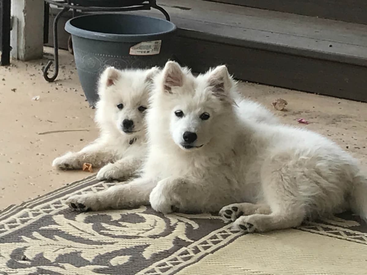 STANDARD American Eskimo Puppy Reduced Price! breeder image 7