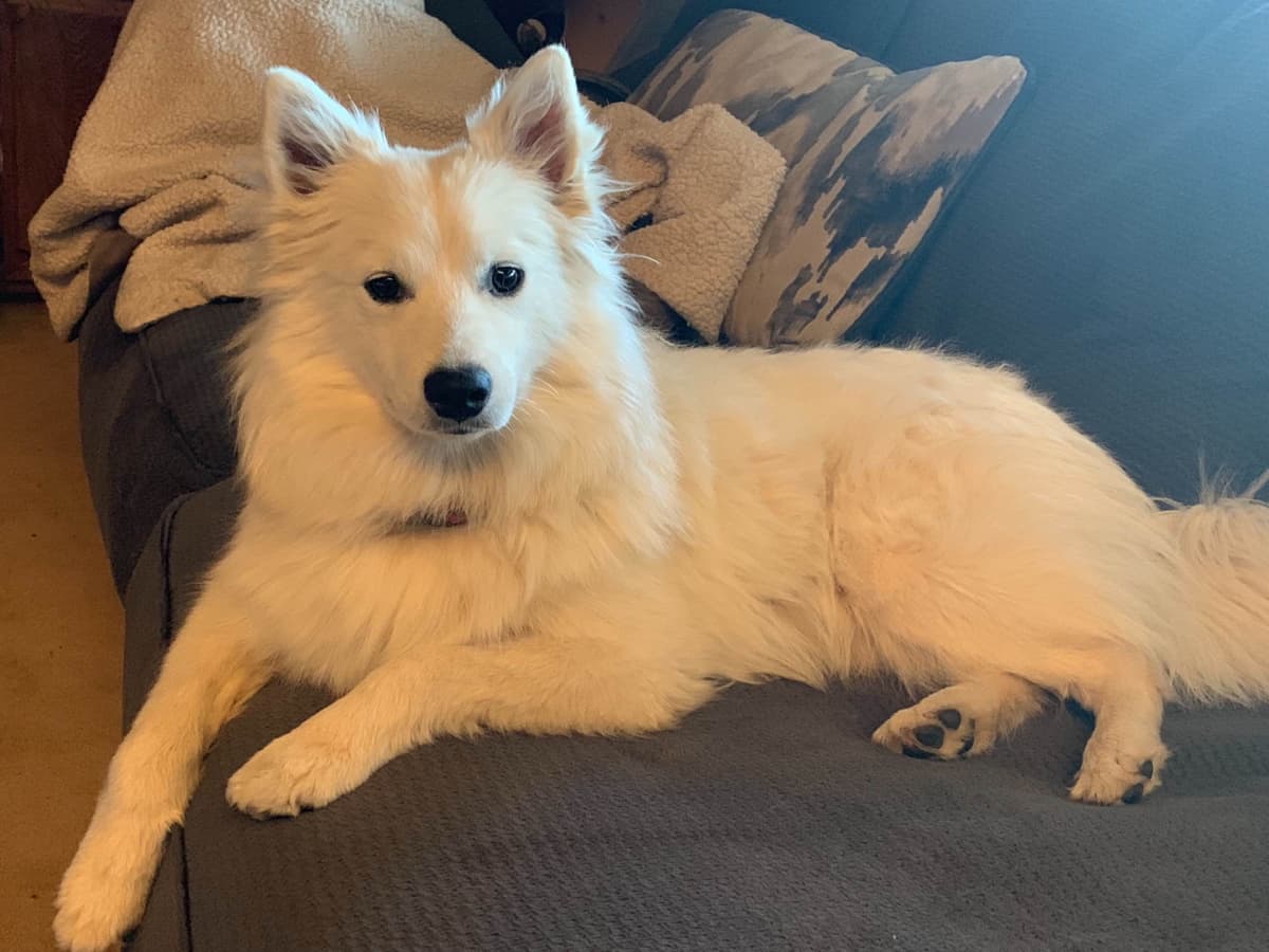 STANDARD American Eskimo Puppy Reduced Price! breeder image 8