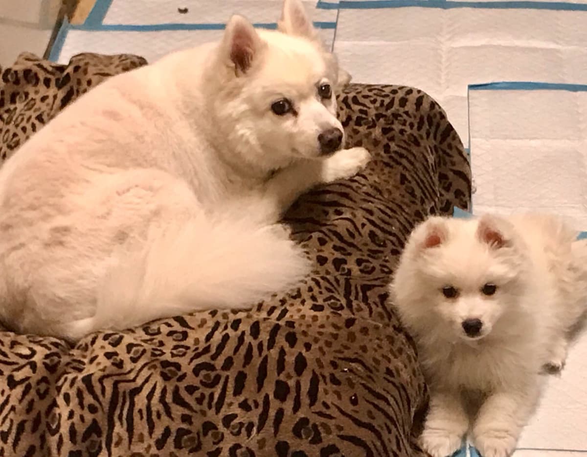 STANDARD American Eskimo Puppy Reduced Price! breeder image 10