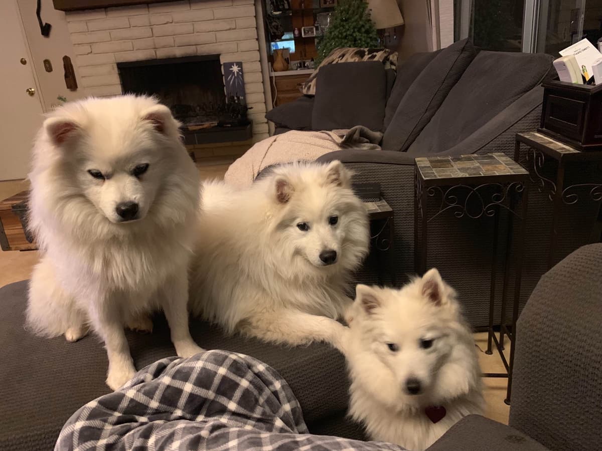 STANDARD American Eskimo Puppy Reduced Price! breeder image 9