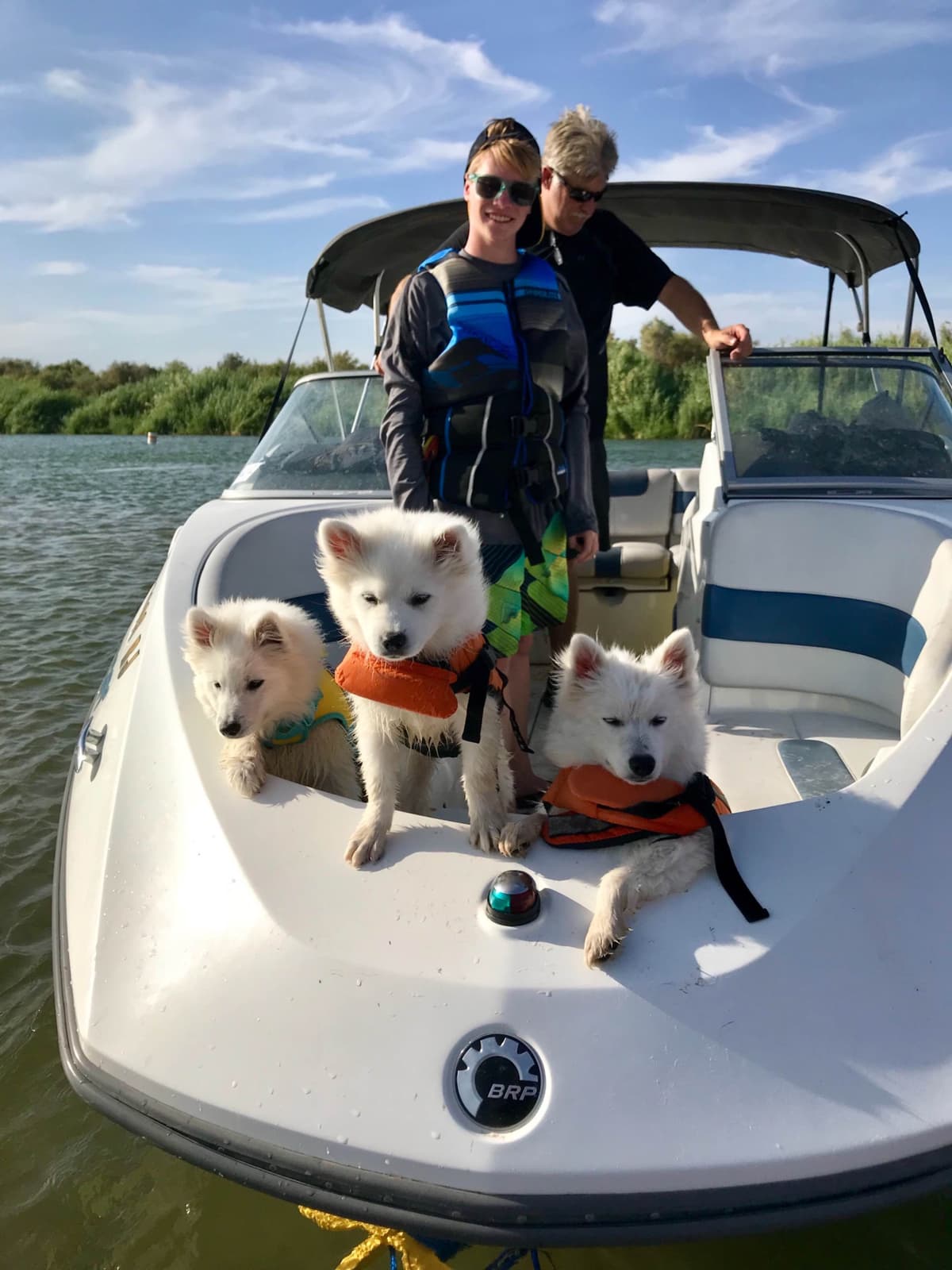 STANDARD American Eskimo Puppy Reduced Price! breeder image 12