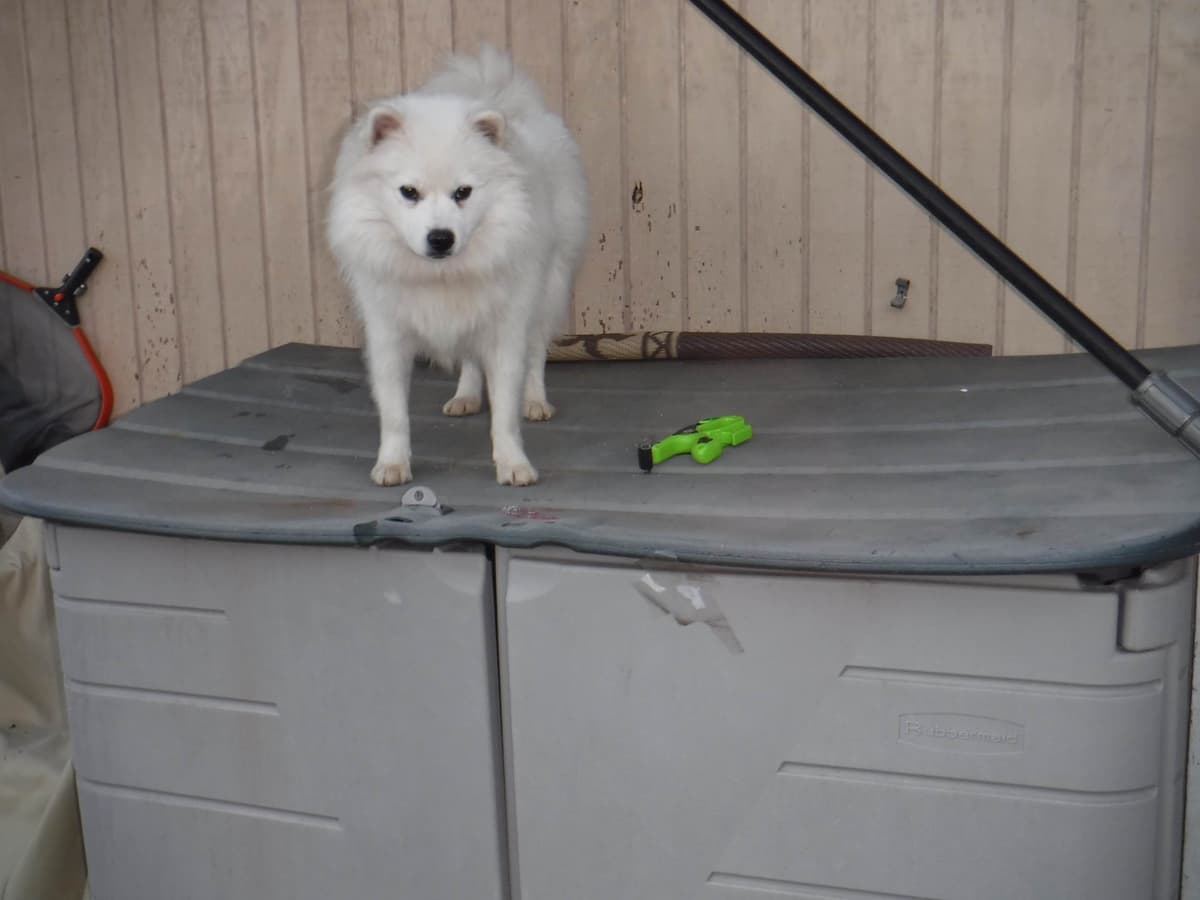 STANDARD American Eskimo Puppy Reduced Price! breeder image 14