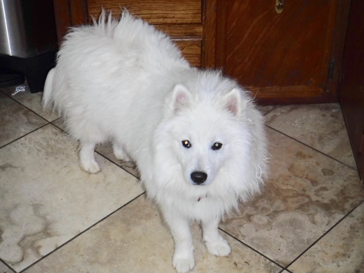 STANDARD American Eskimo Puppy Reduced Price! breeder image 15