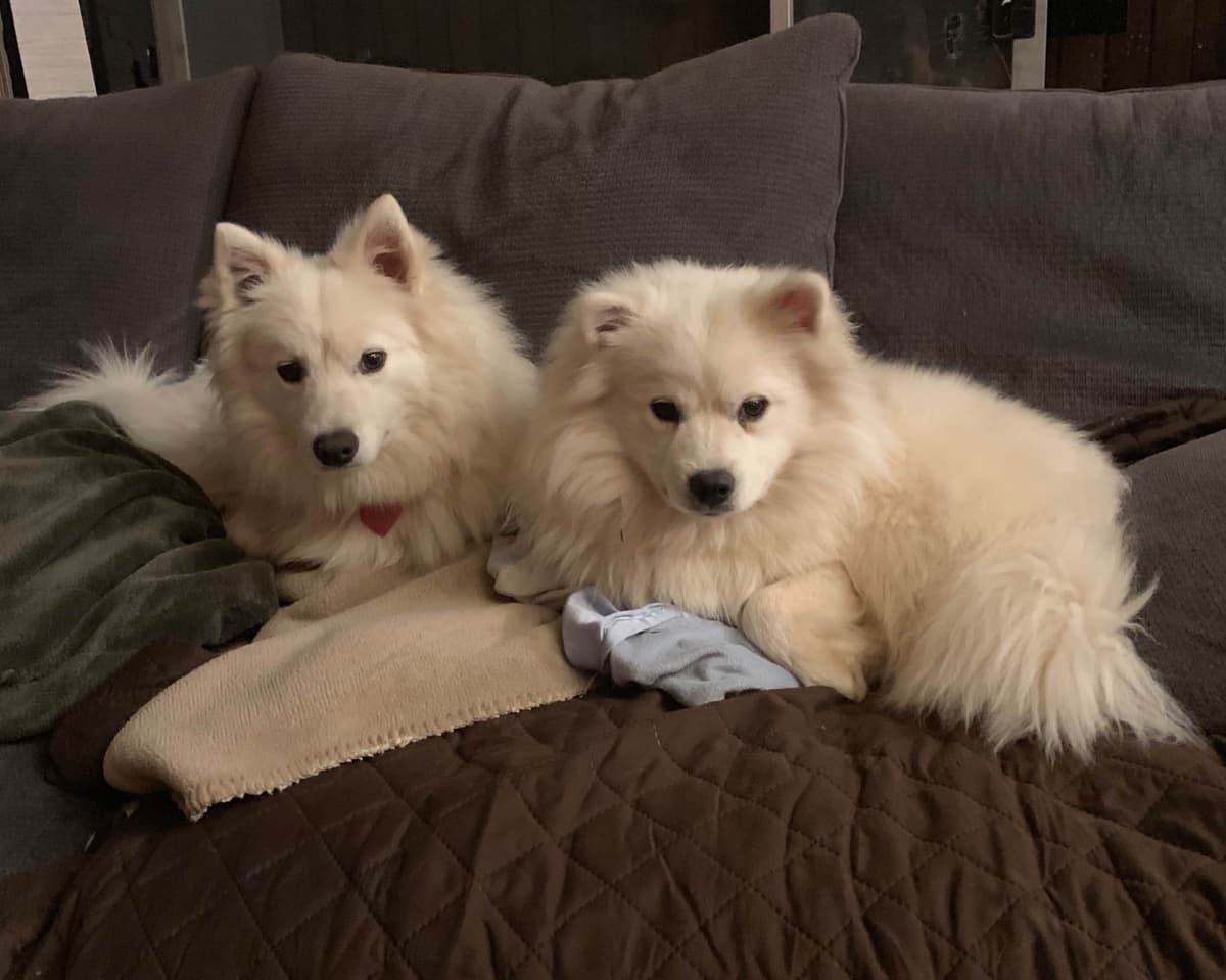 STANDARD American Eskimo Puppy Reduced Price! breeder image 16