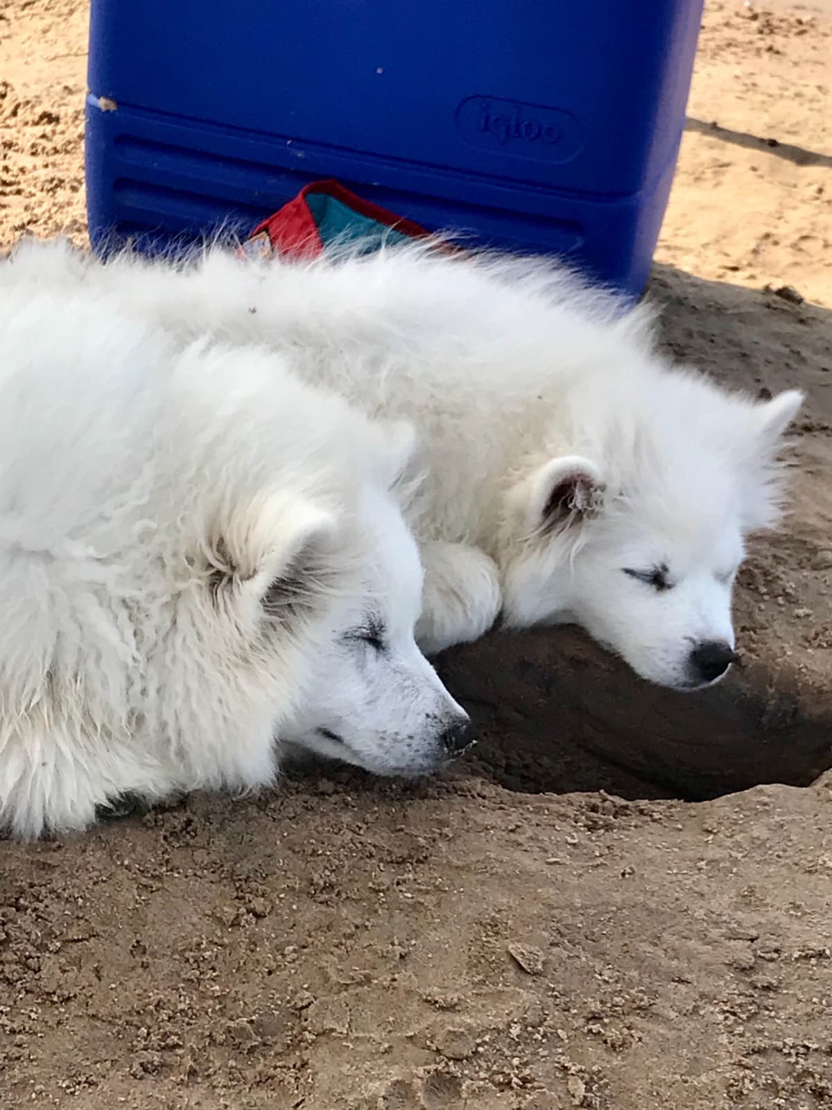 STANDARD American Eskimo Puppy Reduced Price! breeder image 17