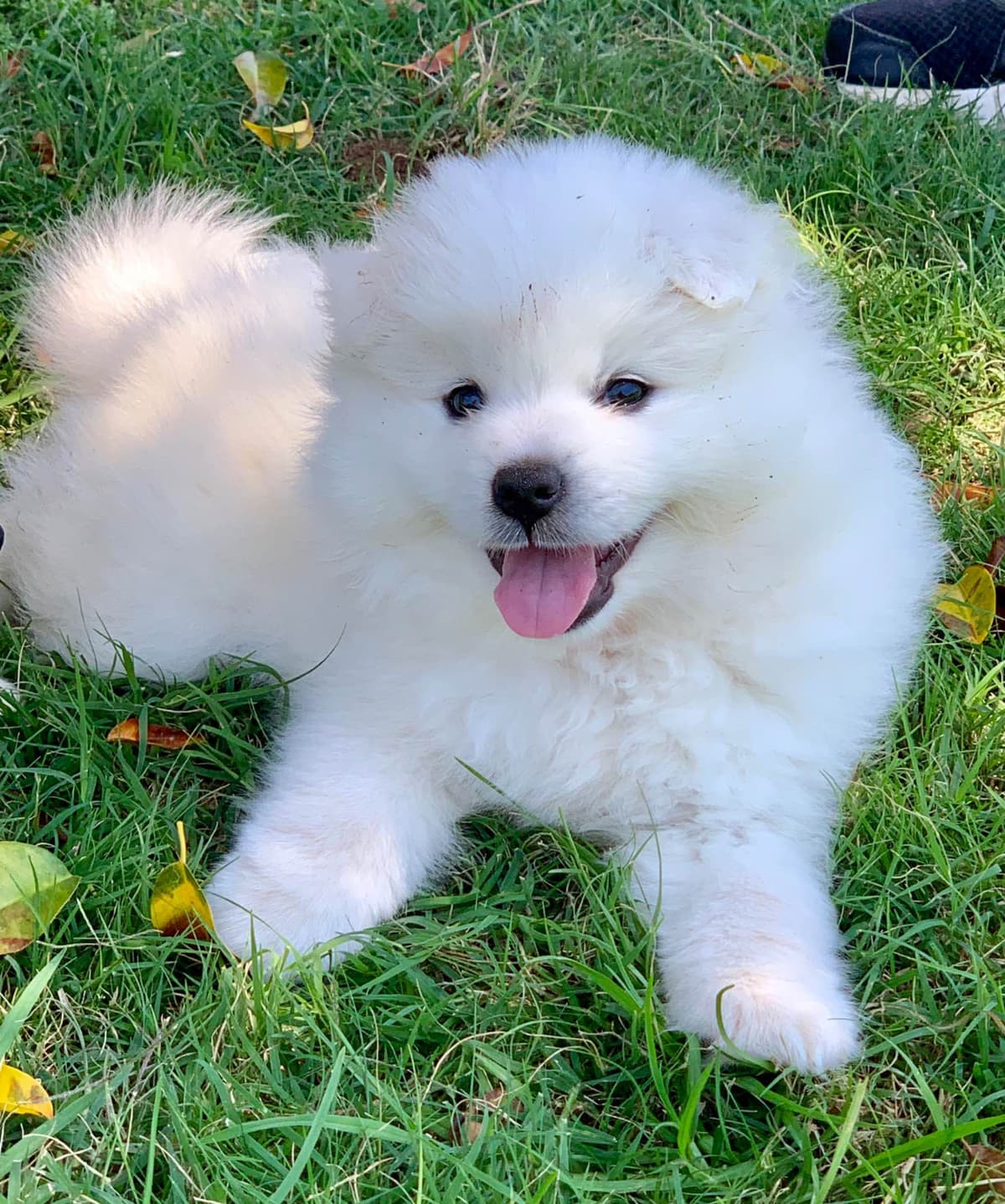 STANDARD American Eskimo Puppy Reduced Price! breeder image 3