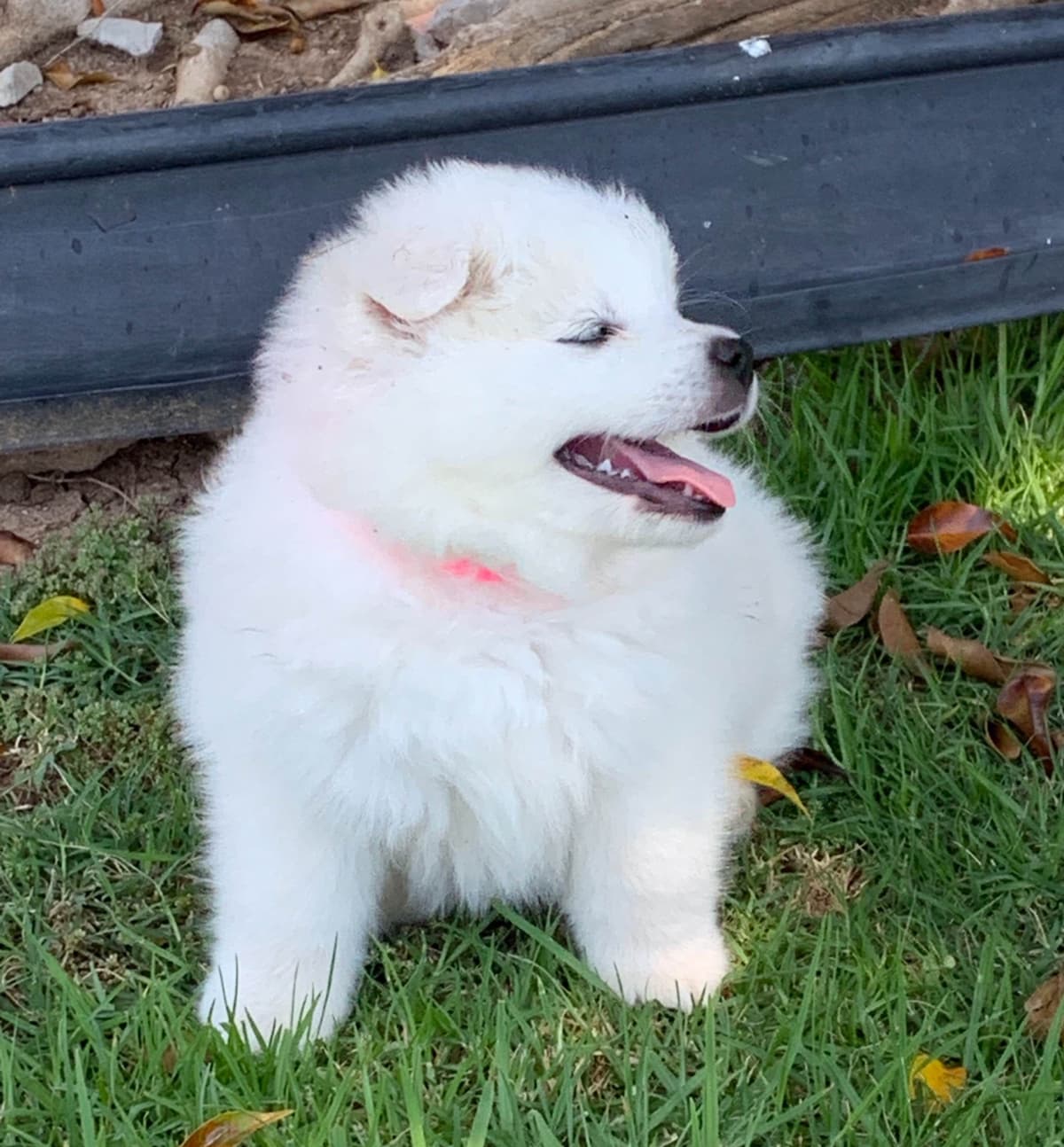 STANDARD American Eskimo Puppy Reduced Price! breeder image 18