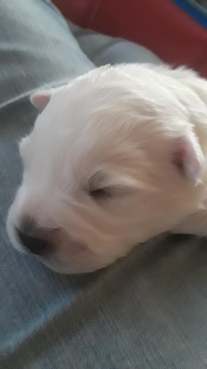 STANDARD American Eskimo Puppy Reduced Price! breeder image 19