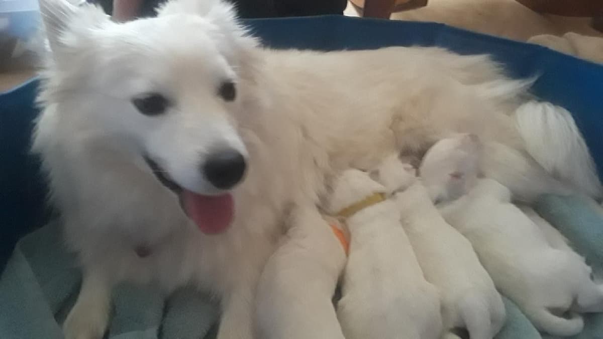 STANDARD American Eskimo Puppy Reduced Price! breeder image 6