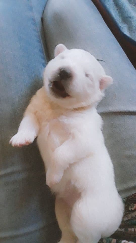 STANDARD American Eskimo Puppy Reduced Price! breeder image 20