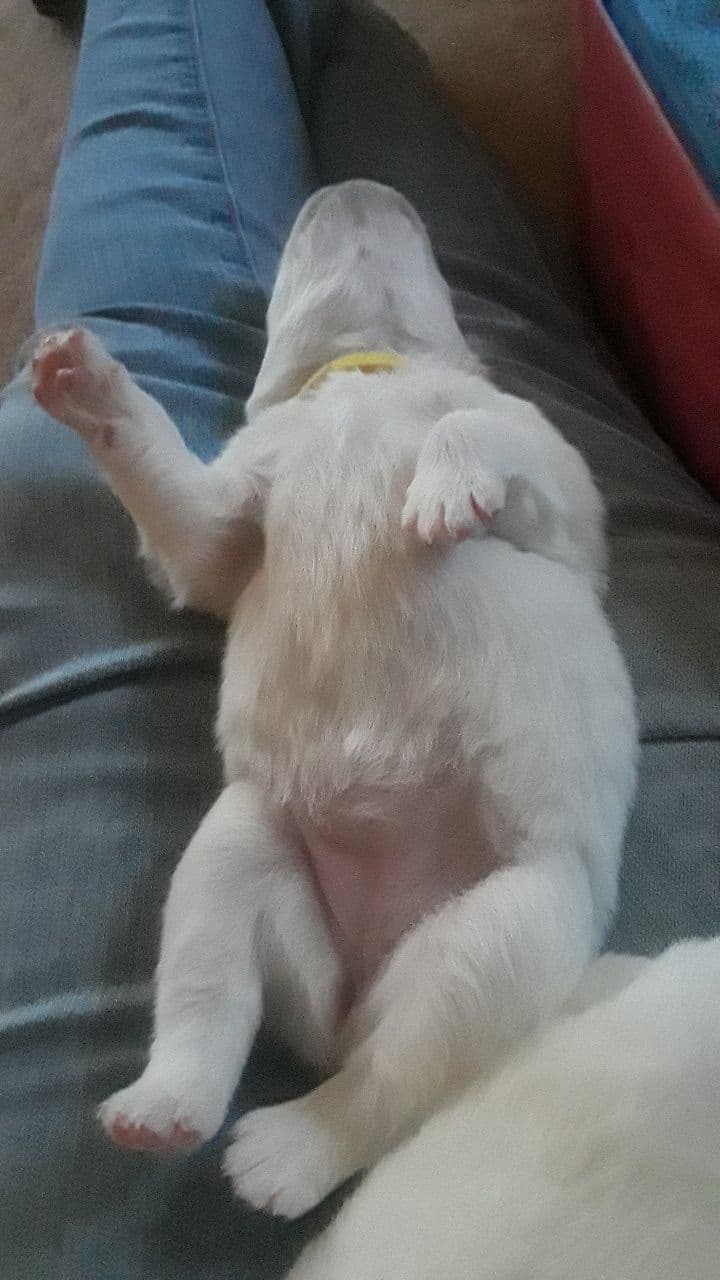 STANDARD American Eskimo Puppy Reduced Price! breeder image 21