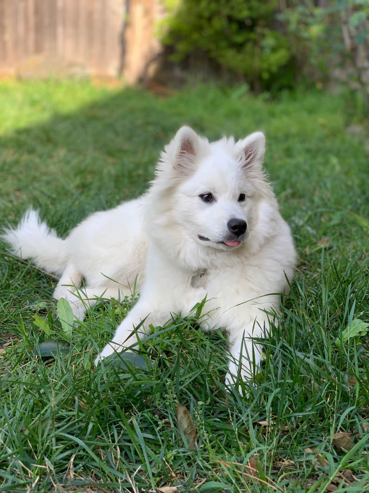 STANDARD American Eskimo Puppy Reduced Price! breeder image 22