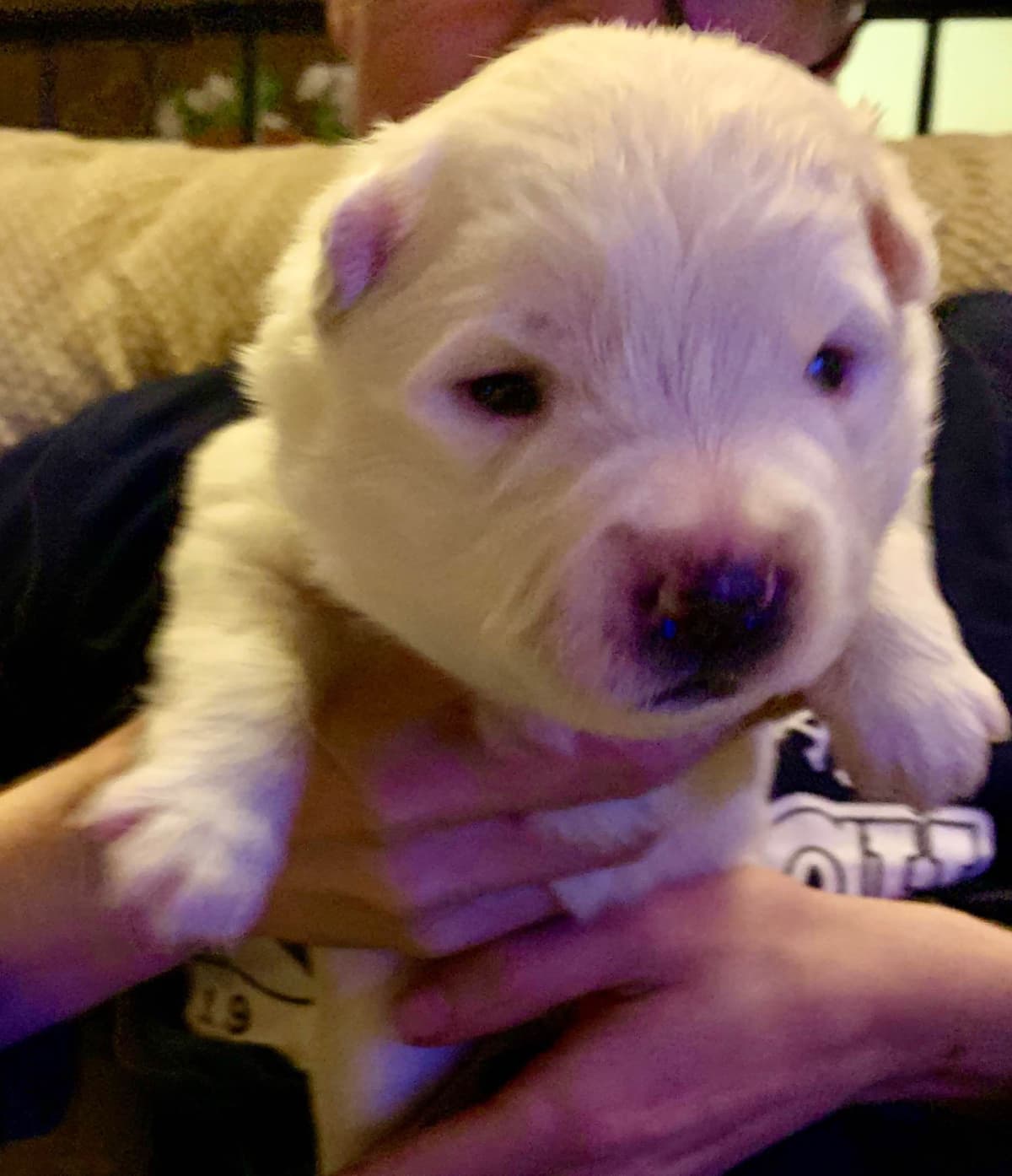 STANDARD American Eskimo Puppy Reduced Price! breeder image 23