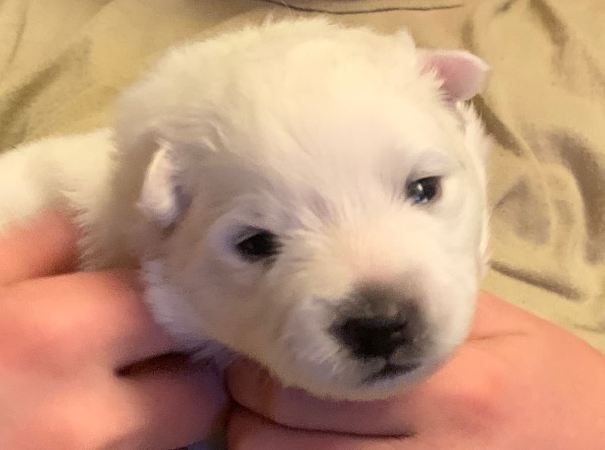 STANDARD American Eskimo Puppy Reduced Price! breeder image 5