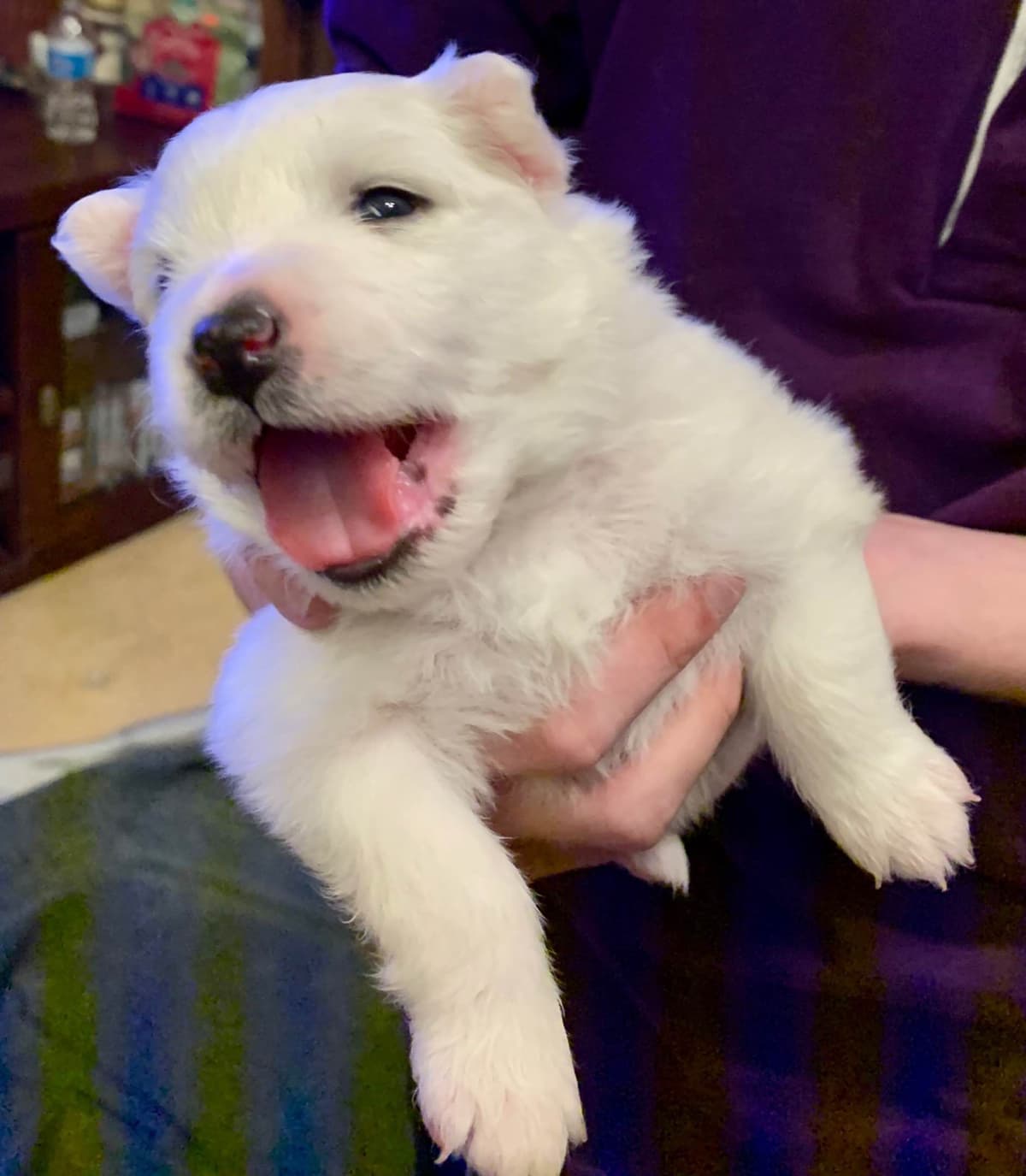 STANDARD American Eskimo Puppy Reduced Price! breeder image 4