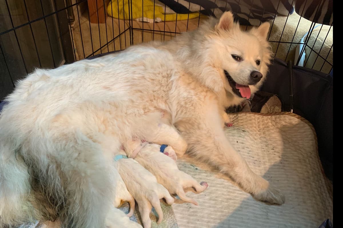STANDARD American Eskimo Puppy Reduced Price! breeder image 24