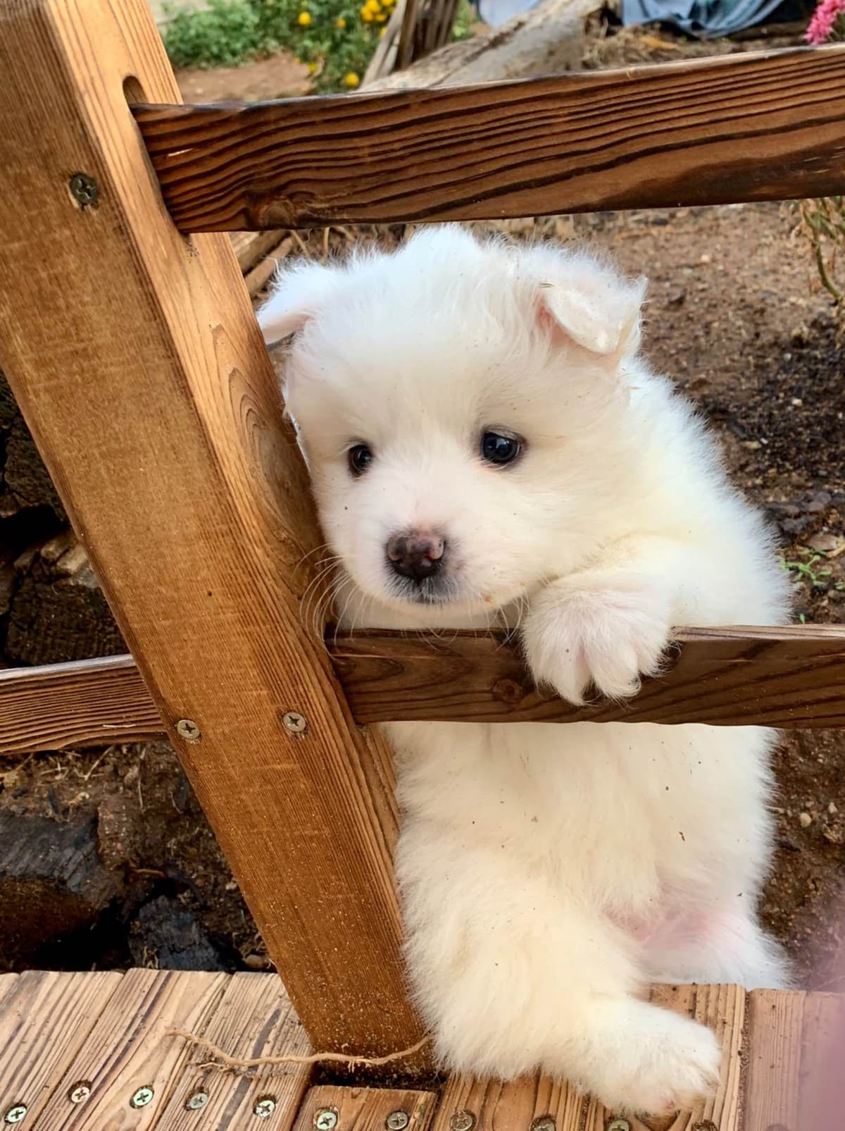 STANDARD American Eskimo Puppy Reduced Price! breeder image 25