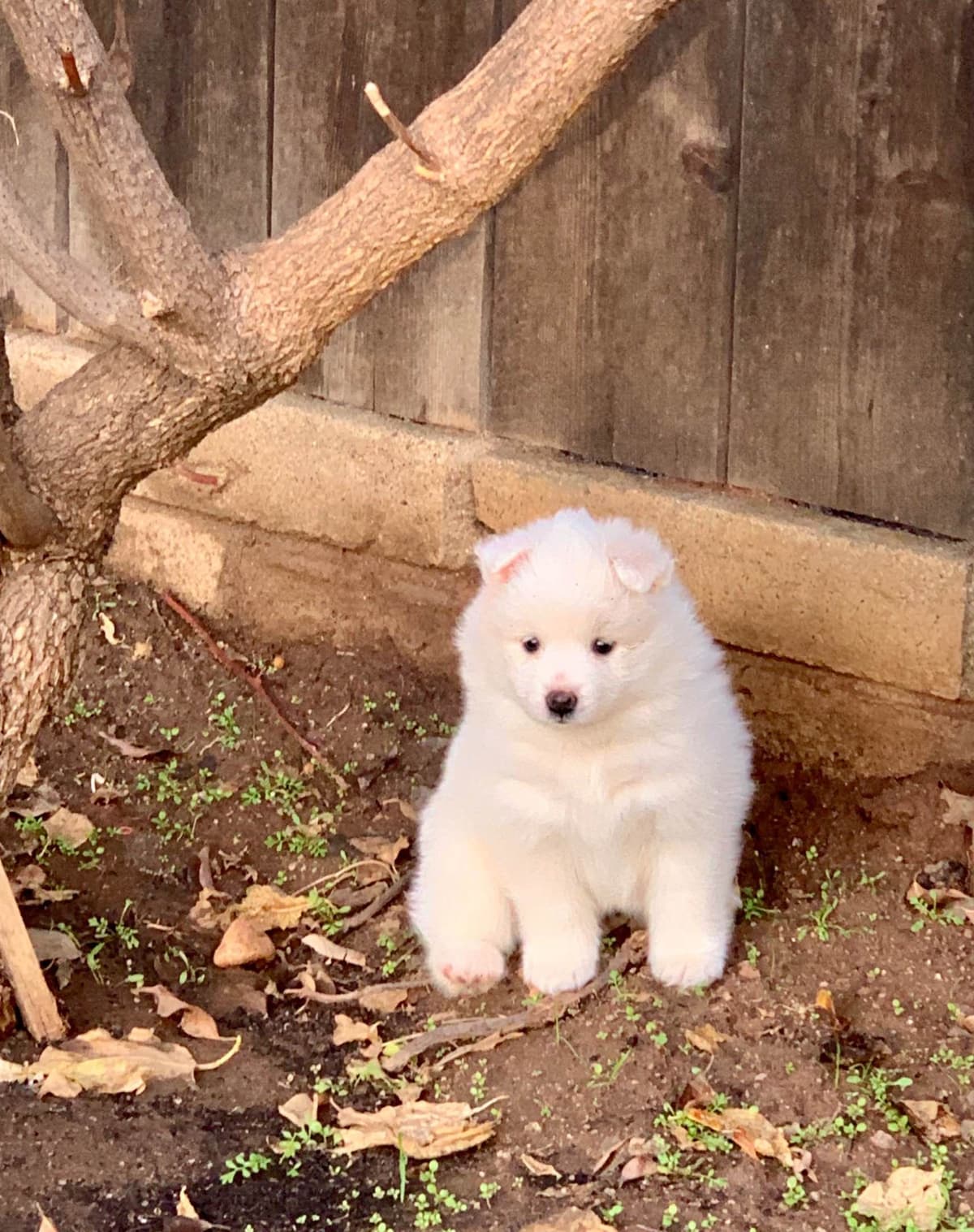 STANDARD American Eskimo Puppy Reduced Price! breeder image 26