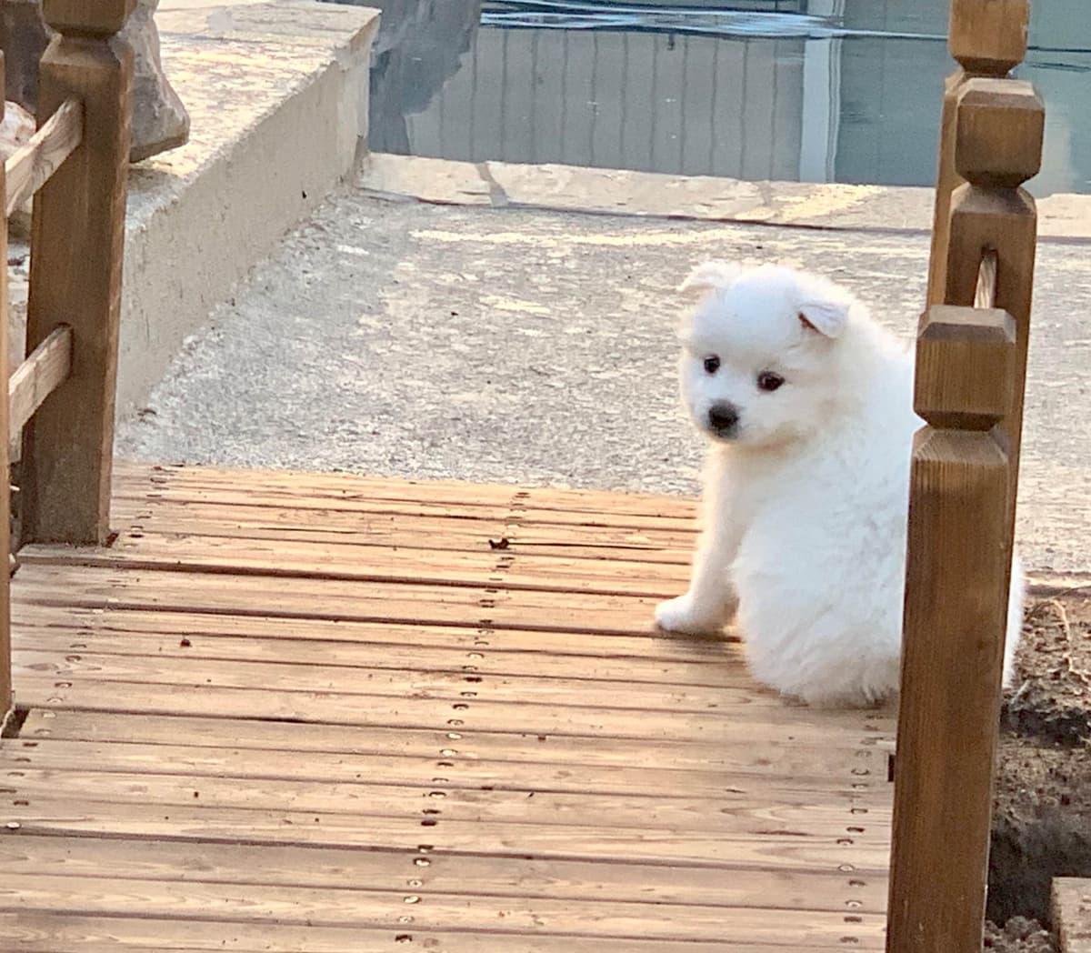 STANDARD American Eskimo Puppy Reduced Price! breeder image 27