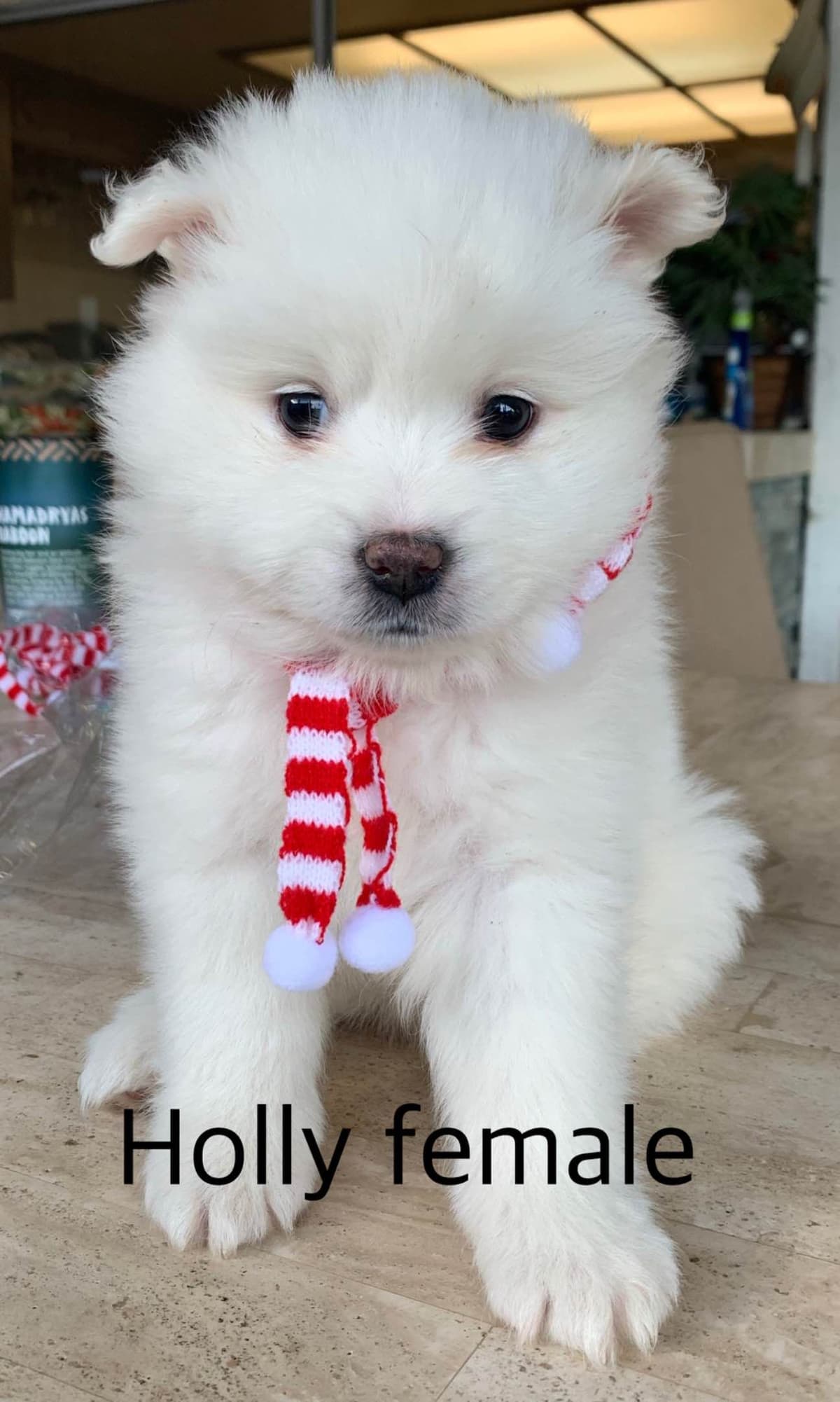 STANDARD American Eskimo Puppy Reduced Price! breeder image 28