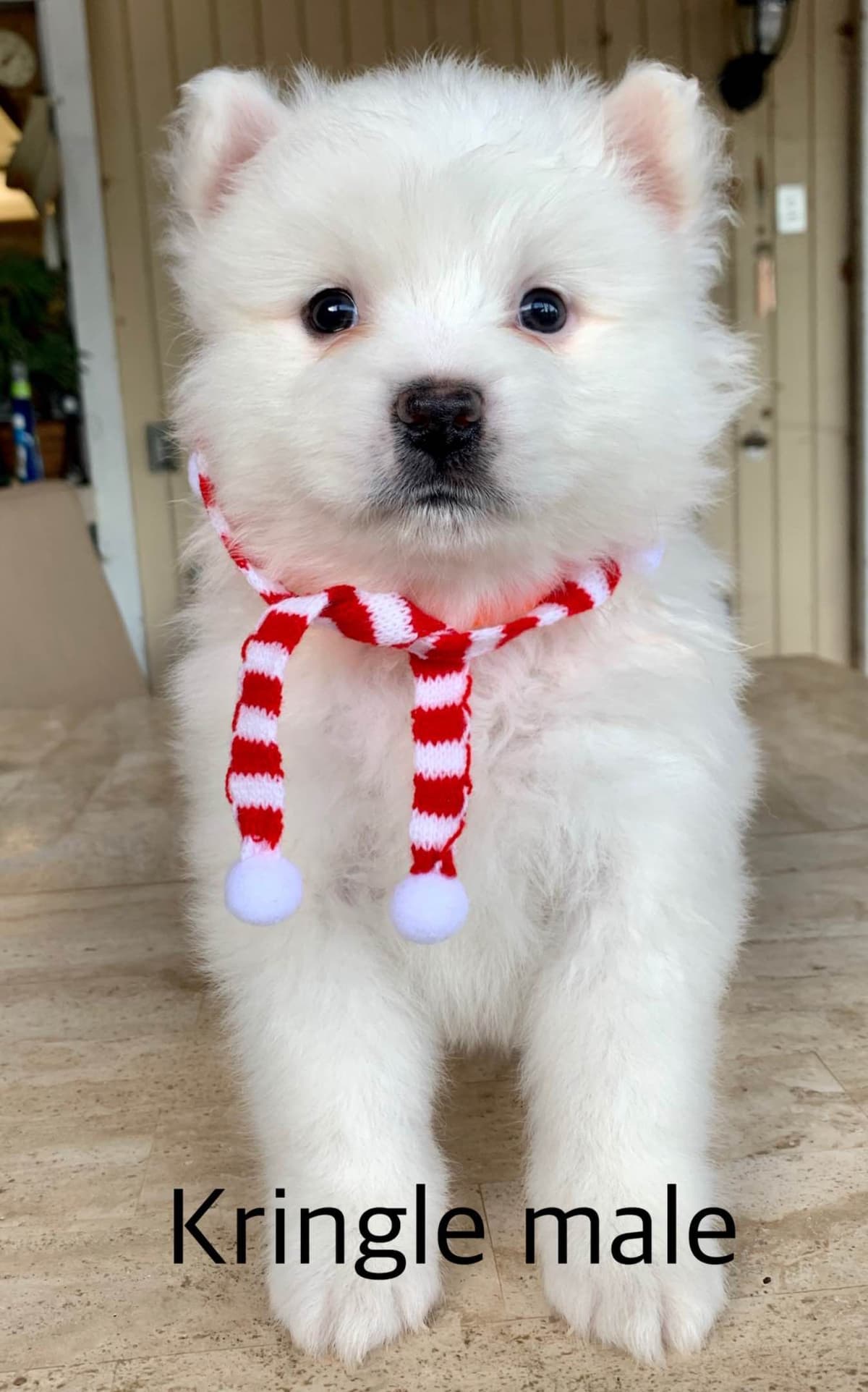 STANDARD American Eskimo Puppy Reduced Price! breeder image 29