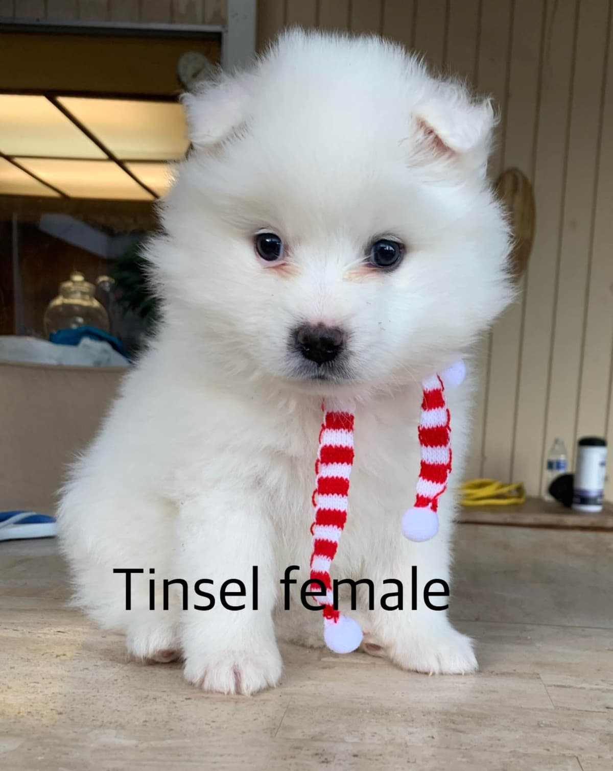 STANDARD American Eskimo Puppy Reduced Price! breeder image 31