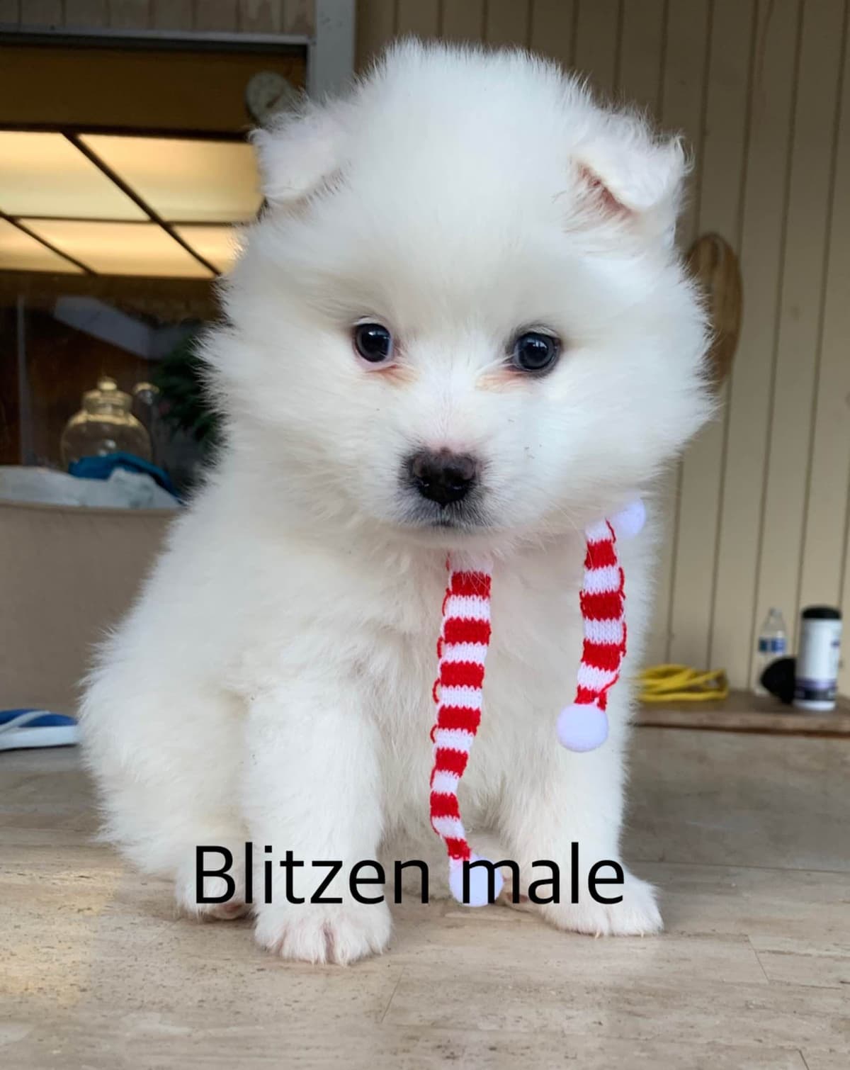 STANDARD American Eskimo Puppy Reduced Price! breeder image 32