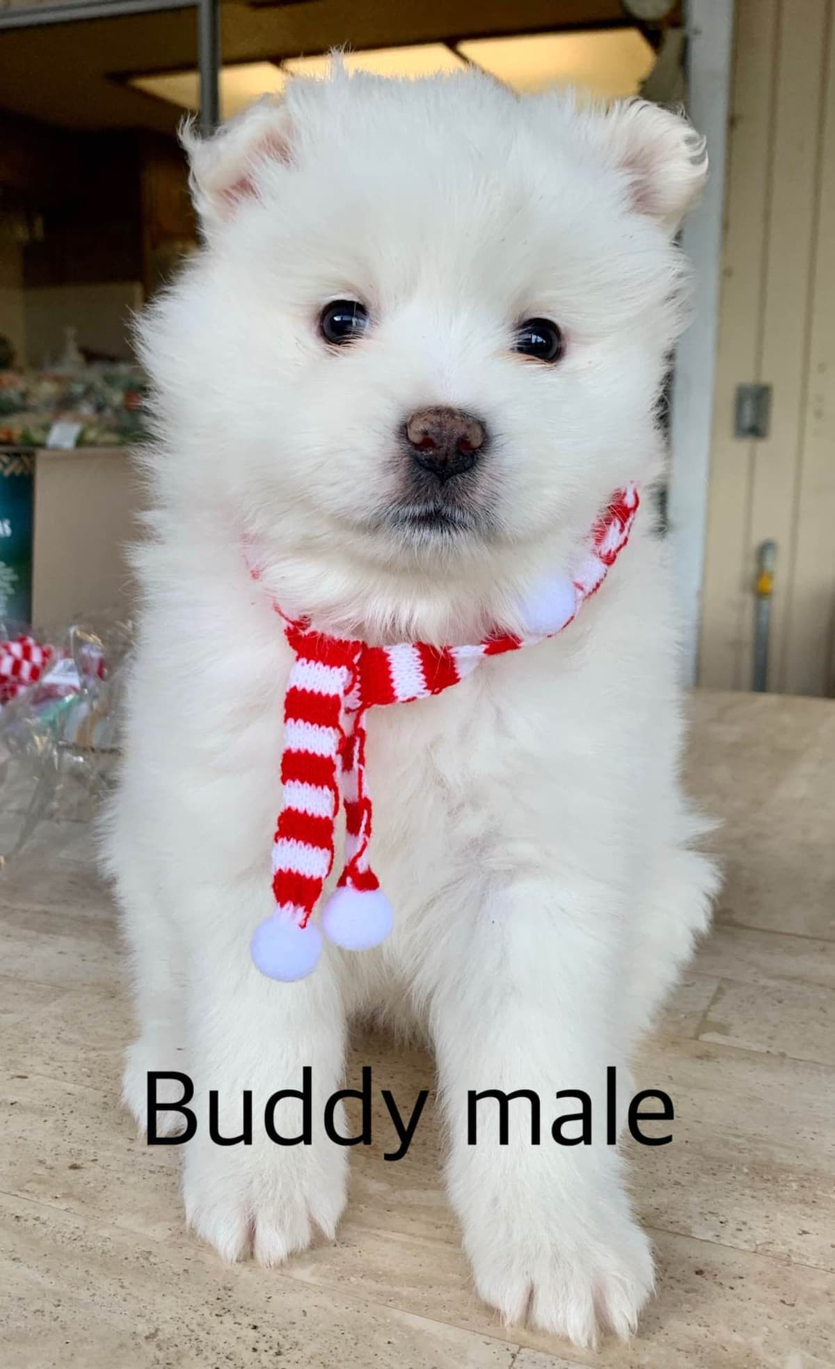 STANDARD American Eskimo Puppy Reduced Price! breeder image 30