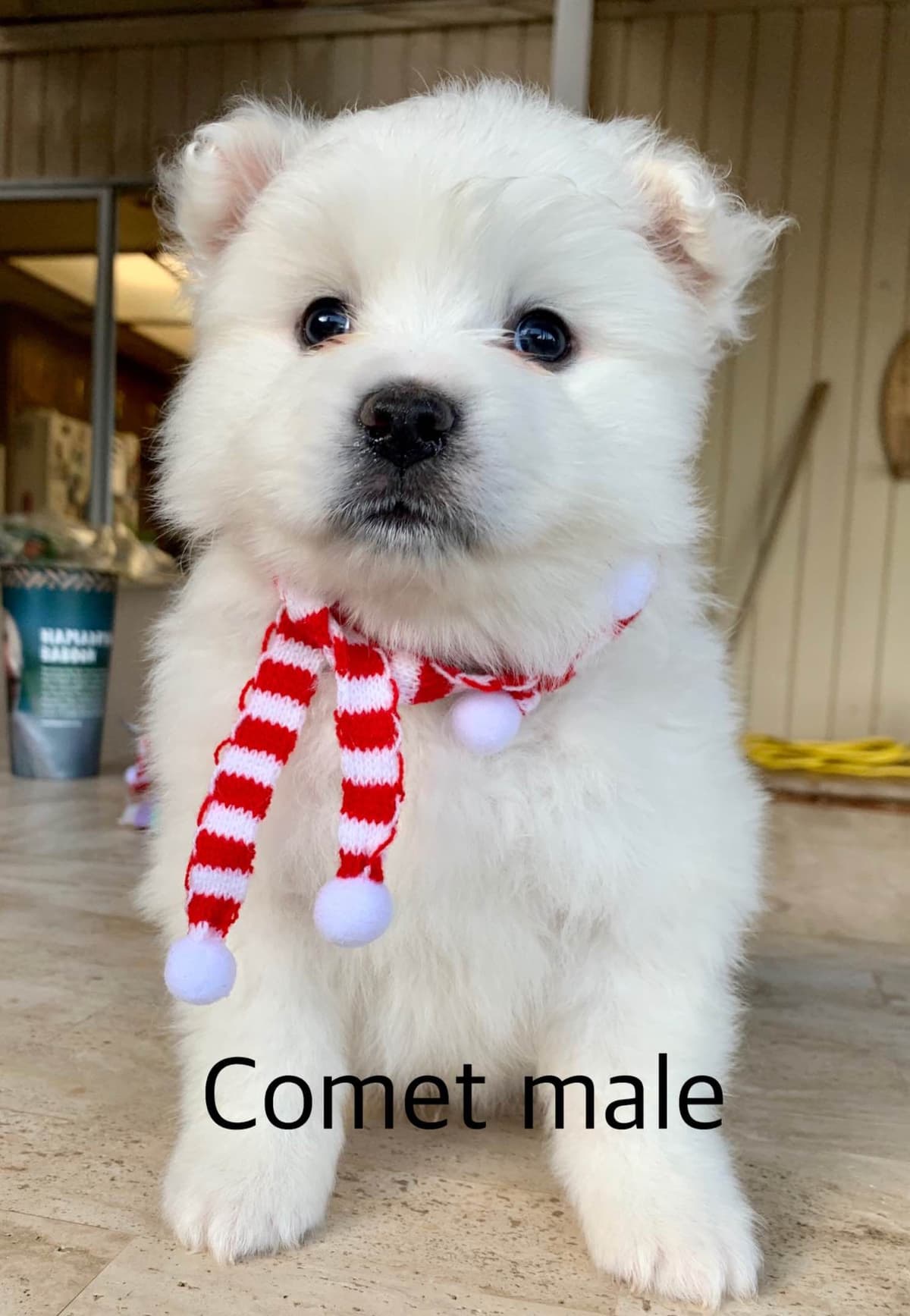 STANDARD American Eskimo Puppy Reduced Price! breeder image 33