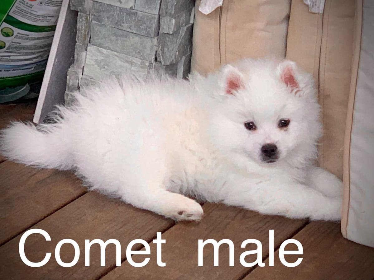 STANDARD American Eskimo Puppy Reduced Price! breeder image 34