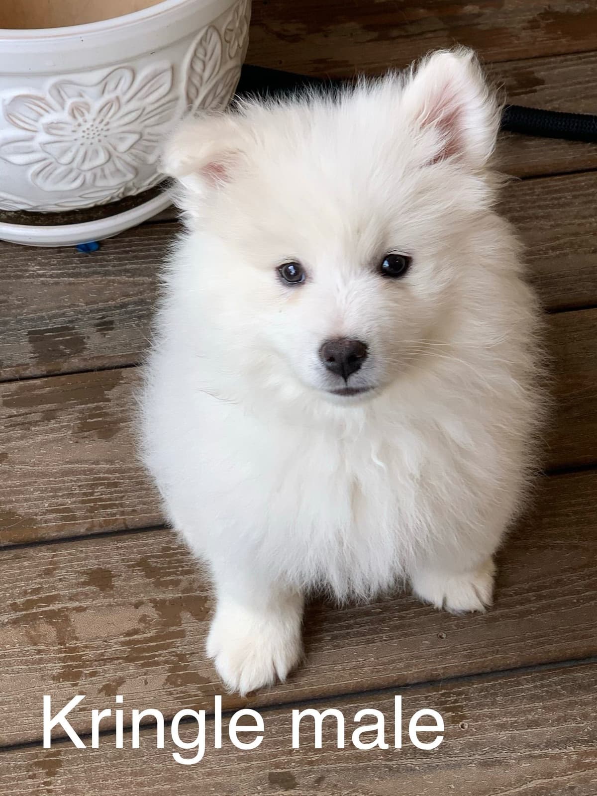 STANDARD American Eskimo Puppy Reduced Price! breeder image 35