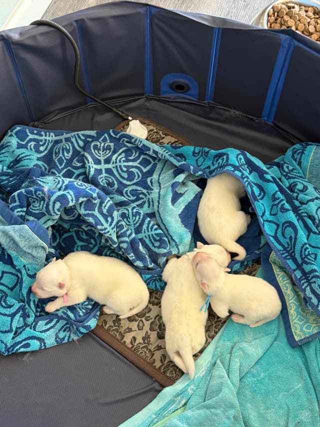 STANDARD American Eskimo Puppy Reduced Price! media 2