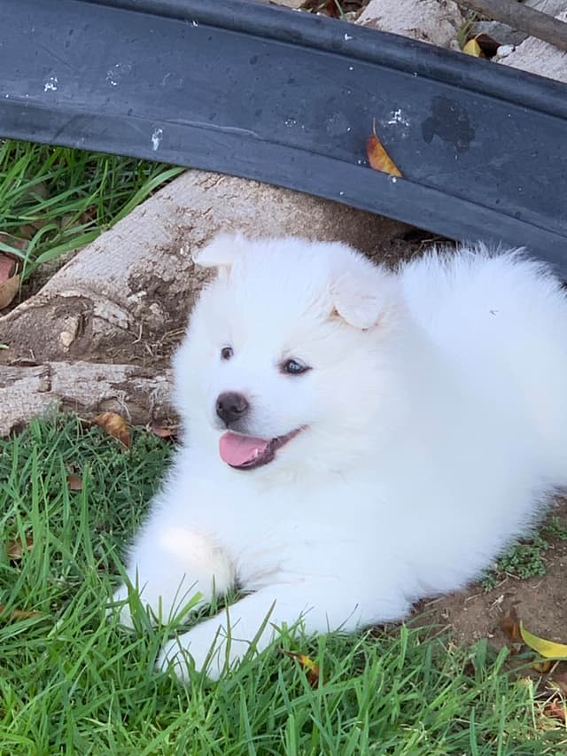 STANDARD American Eskimo Puppy Reduced Price! media 3