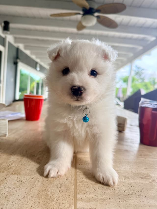 STANDARD American Eskimo Puppy Reduced Price! media 4