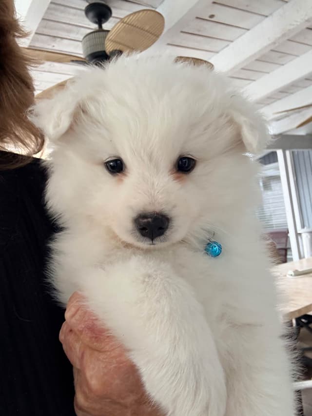 STANDARD American Eskimo Puppy Reduced Price! media 5