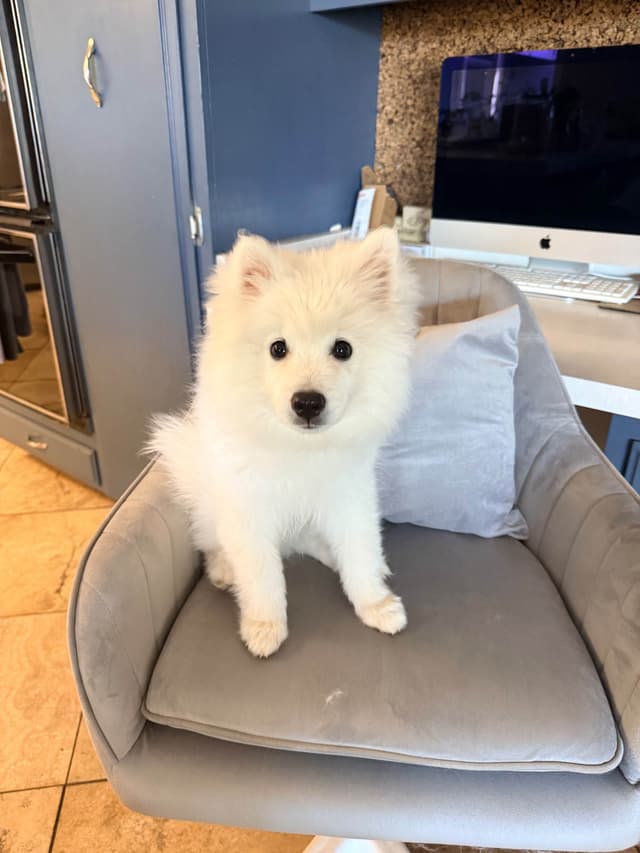 STANDARD American Eskimo Puppy Reduced Price! media 6