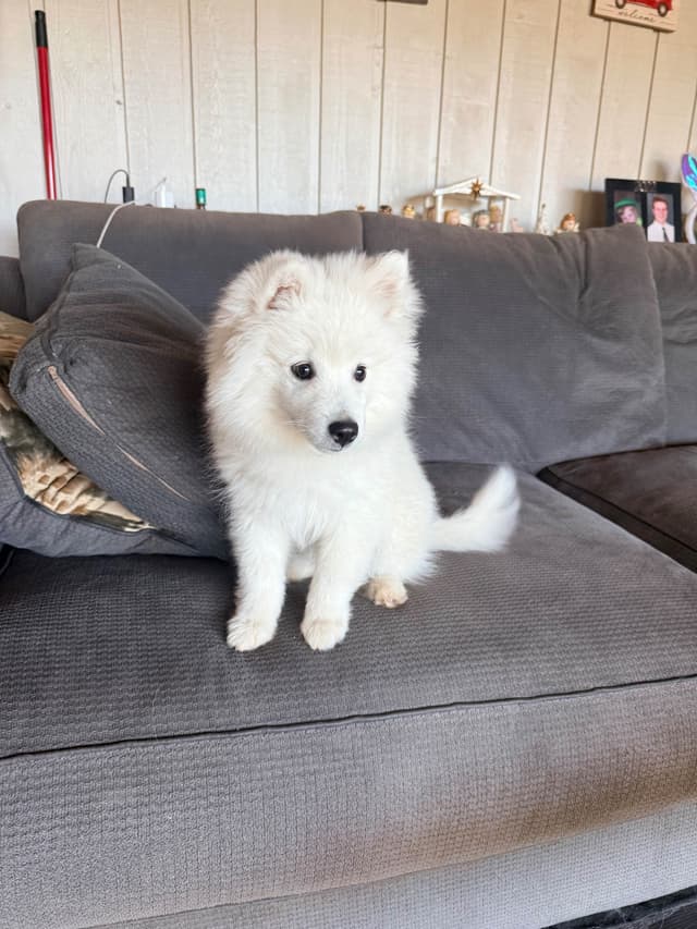 STANDARD American Eskimo Puppy Reduced Price! media 7
