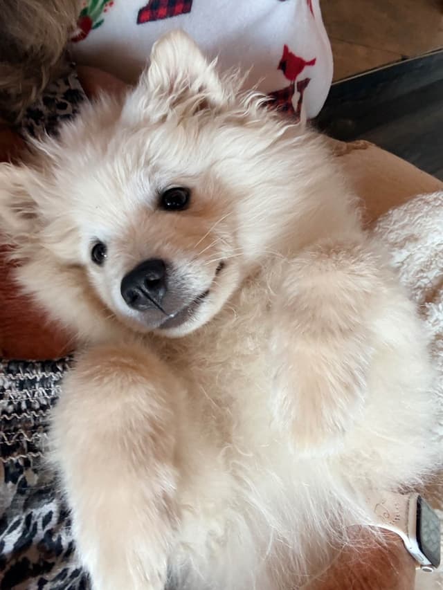 STANDARD American Eskimo Puppy Reduced Price! media 8