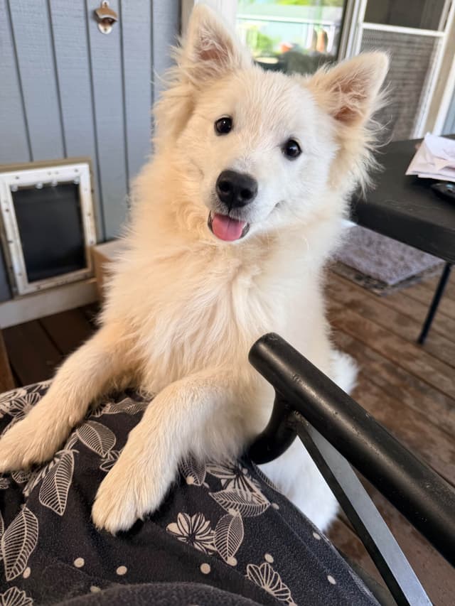 STANDARD American Eskimo Puppy Reduced Price! media 9